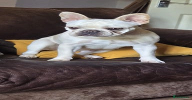French Bulldog dogs - Advert 4