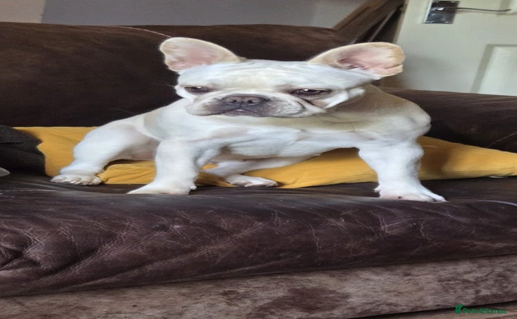 French Bulldog dogs - Advert 2