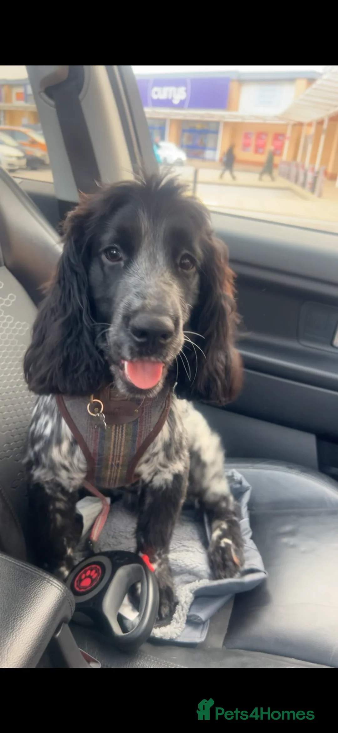 Cocker Spaniel dogs for stud: STUD BLUE ROAN SHOW TYPE COCKER SPANIEL - Advert 2