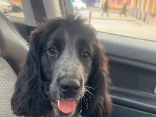 Cocker Spaniel dogs STUD BLUE ROAN SHOW TYPE COCKER SPANIEL - Advert 1