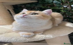 British Shorthair cats for sale: Active TICA Golden Chinchilla British Shorthair  - Advert 1