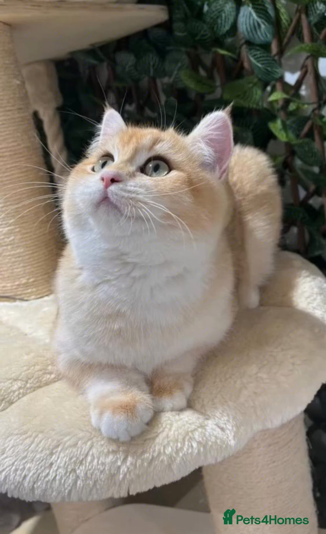 British Shorthair cats for sale: Active TICA Golden Chinchilla British Shorthair  - Advert 1