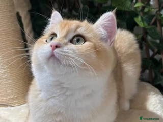 British Shorthair cats Active TICA Golden Chinchilla British Shorthair - Advert 1