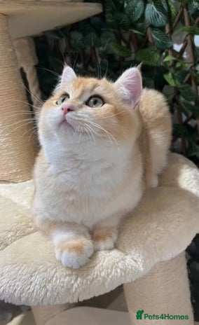 British Shorthair cats Active TICA Golden Chinchilla British Shorthair - Advert 1