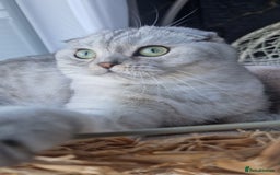 Scottish Fold cats for sale: Scottish Folds, adult cat looking for a Sweet home - Advert 8