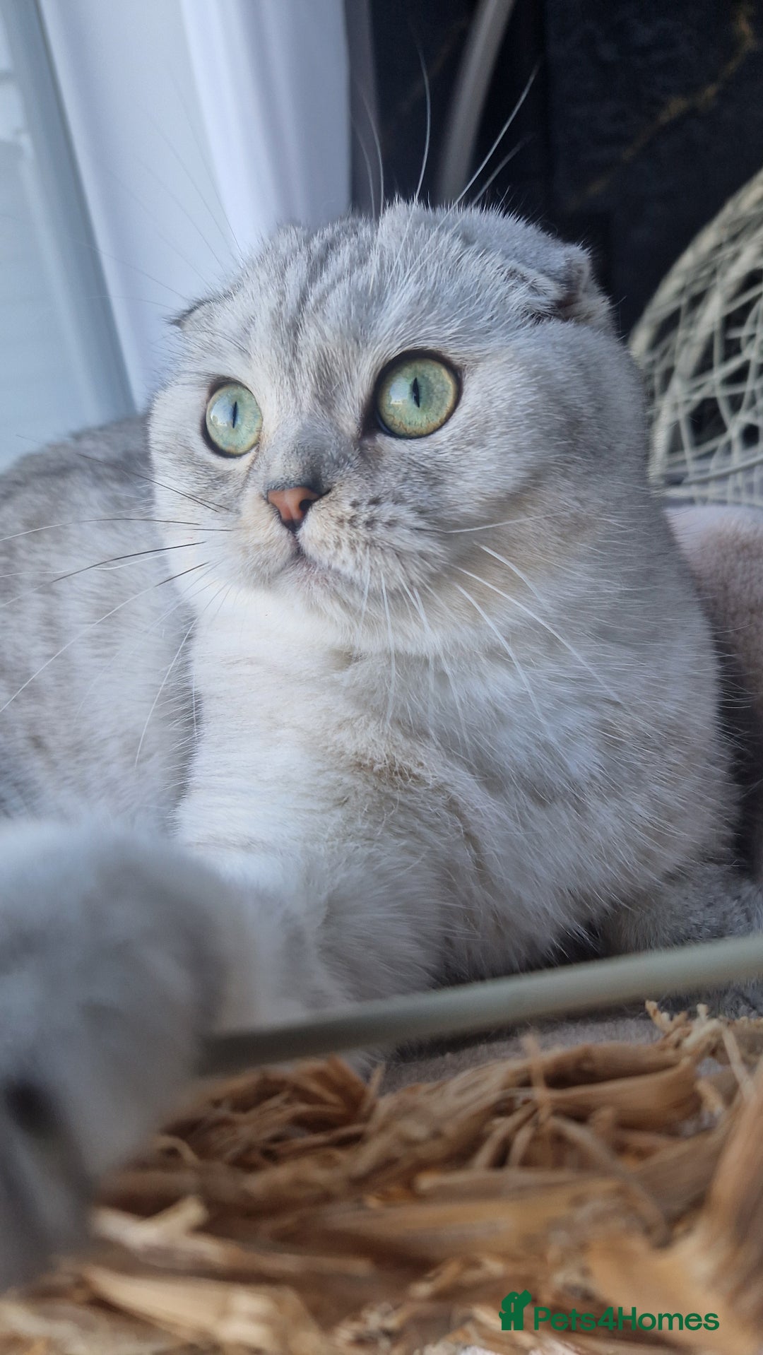 Scottish Fold cats for sale: Scottish Folds, adult cat looking for a Sweet home - Advert 8