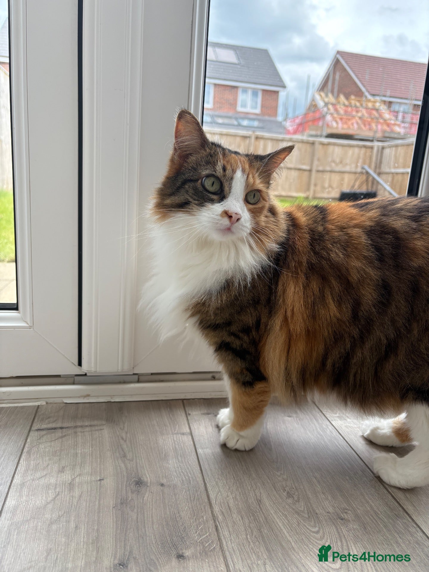 Mixed Breed cats Beautiful cat  - Advert 1
