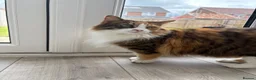 Mixed Breed cats for sale: Beautiful cat  - Advert 1