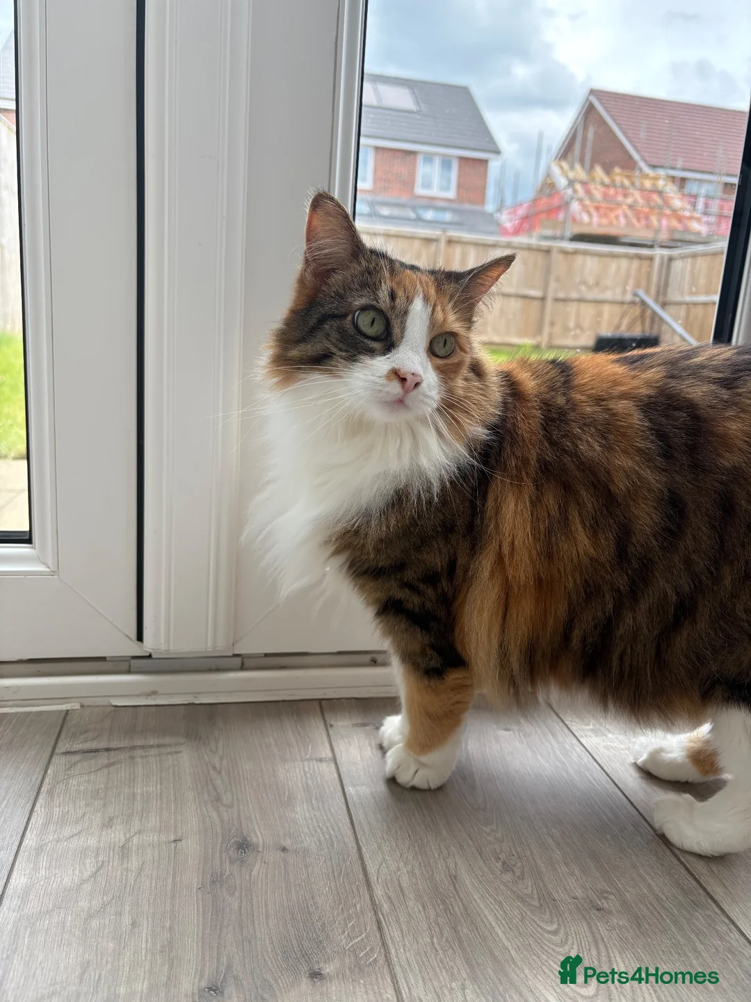 Mixed Breed cats for sale: Beautiful cat  - Advert 1