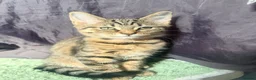 Domestic Shorthair cats for sale: 6 adorable kittens for sale - ready now  - Advert 2