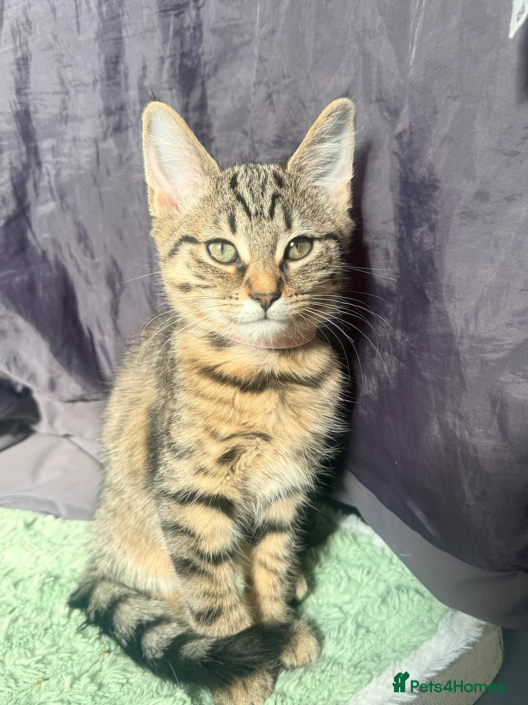 Domestic Shorthair cats for sale: 6 adorable kittens for sale - ready now  - Advert 2