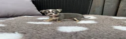 Chihuahua dogs for sale: 🐶Tiny exquisite RARE blue, Lilac & Chocolate Tri  - Advert 5