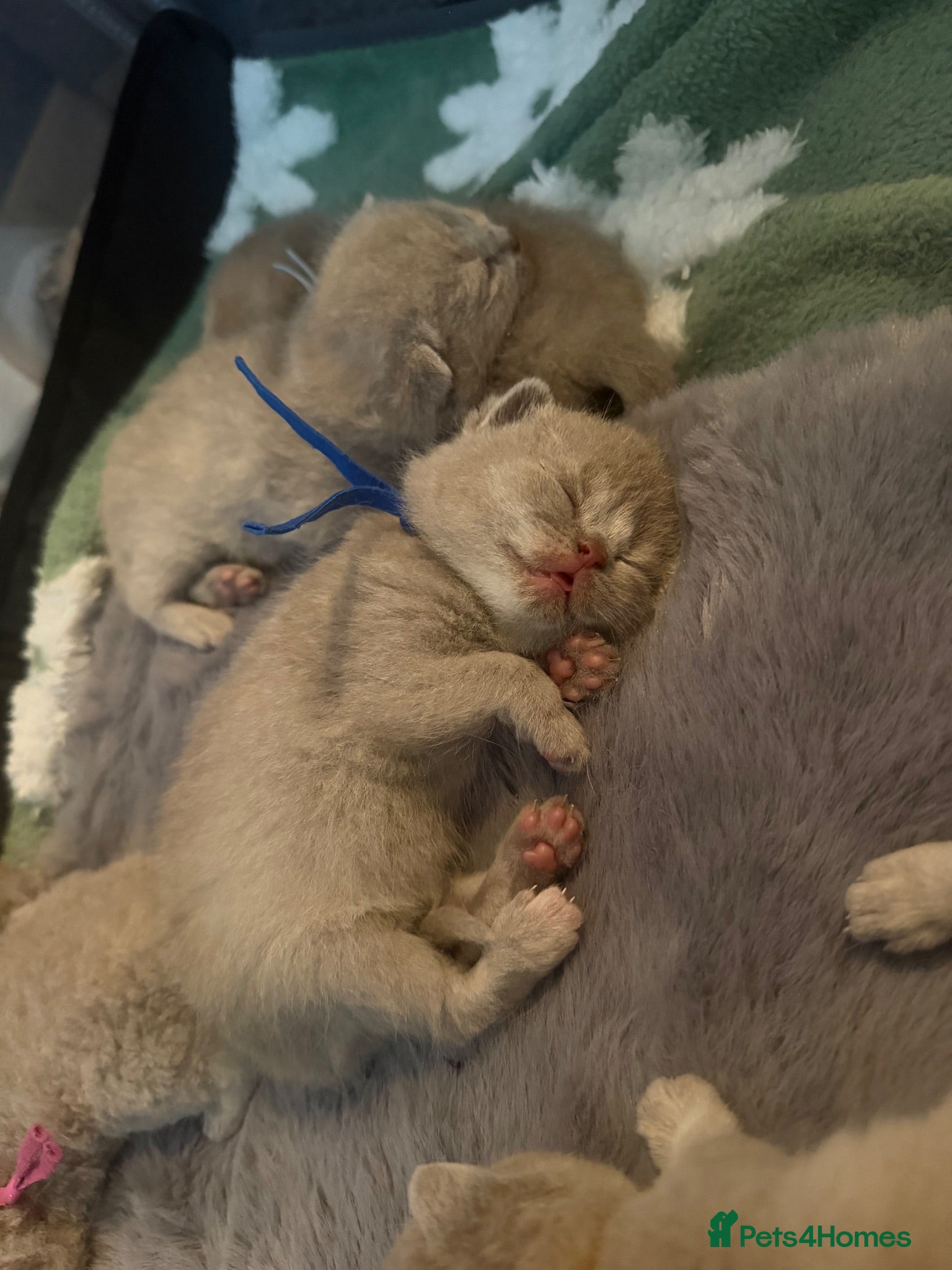 British Shorthair cats 🐾 9 beautiful British shorthairs 🐾 - Advert 12