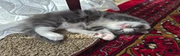 Mixed Breed cats for sale: Main Coon Mix - Advert 7