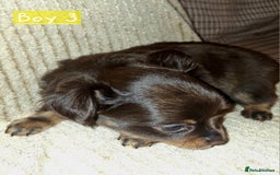 Russian Toy Terrier dogs for sale: Pure blood Russian Toy smooth and long haired - Image 10