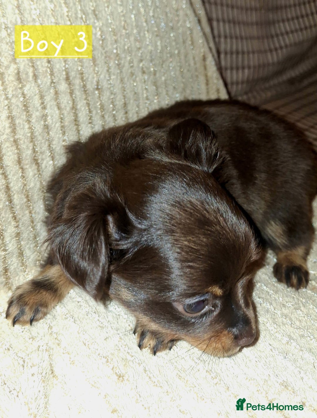 Russian Toy Terrier dogs for sale: Pure blood Russian Toy smooth and long haired - Image 10