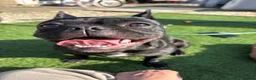 Frug dogs for sale: Rehoming our frugs  - Advert 4