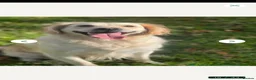 Goldador dogs for sale: Goldador Male 5 months in Newport - Advert 6