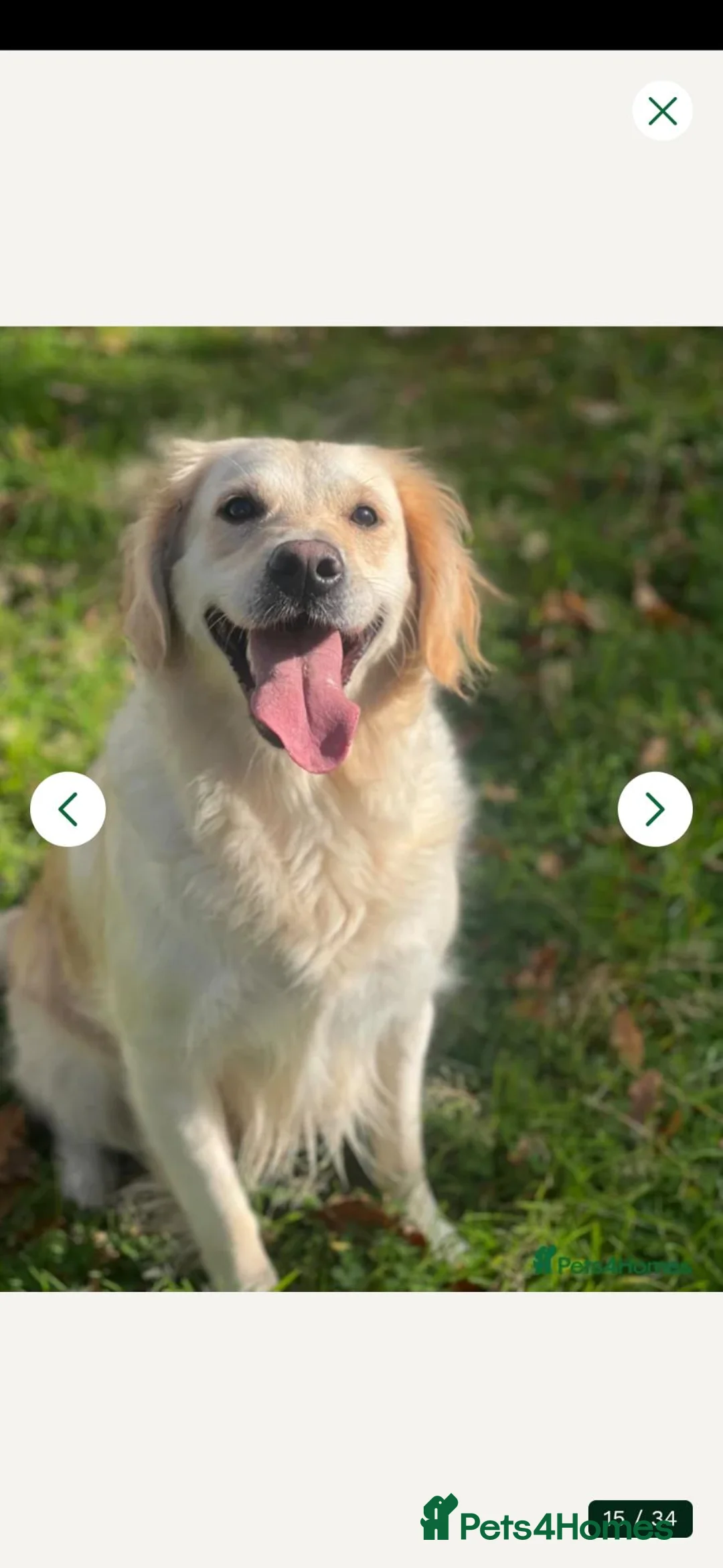 Goldador dogs for sale: Goldador Male 5 months in Newport - Advert 6