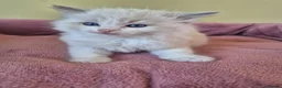 Ragdoll cats for sale: Ragdoll kittens GCCF regsitered - Advert 17
