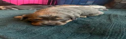 Mixed Breed dogs for sale: Dachshund hybrid puppies 🩷🩵 LAST ONE AVAILABLE  - Advert 19