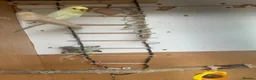 Budgerigars birds for sale: Lovely rainbow female in breeding condition  - Advert 8