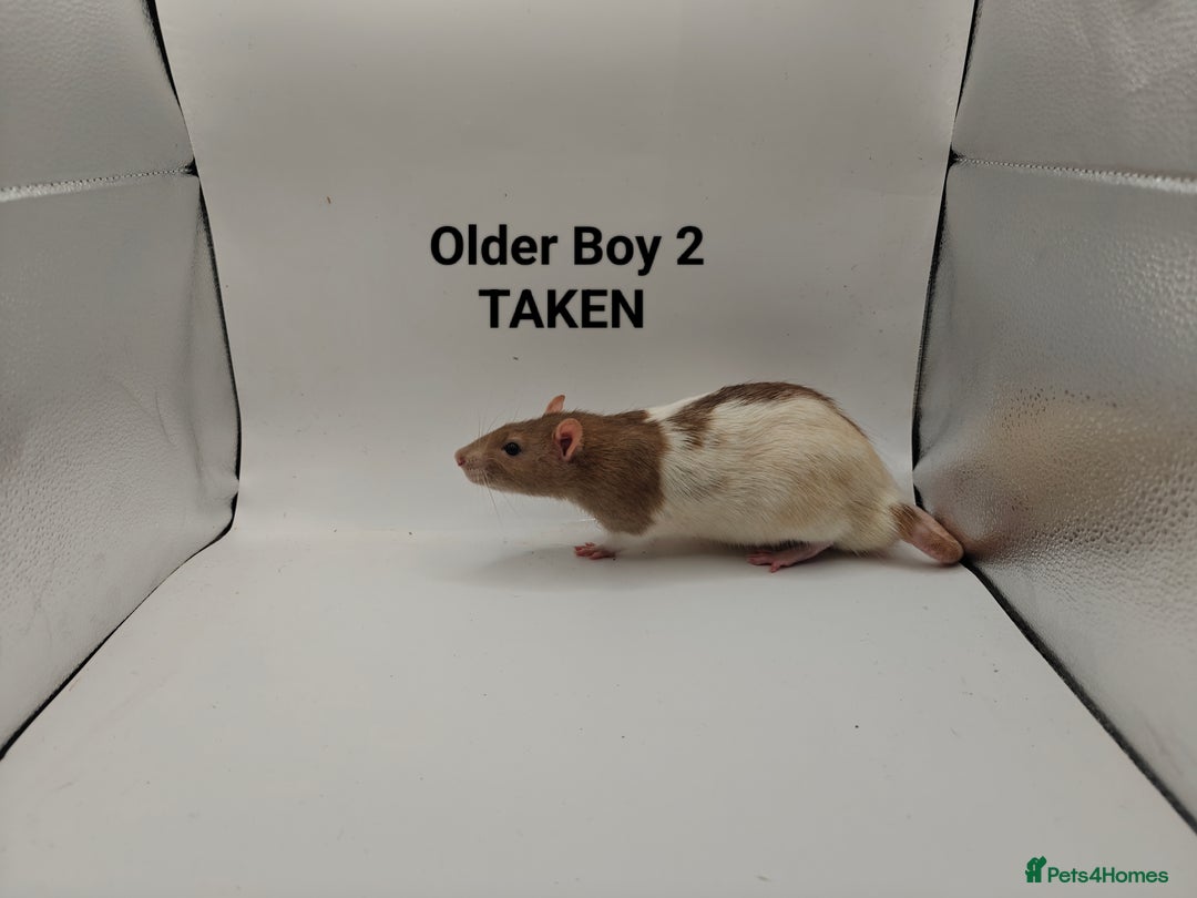 Rat rodents for sale: OCT: 32 Rats (2 Rats: 2 Boys Left) - Advert 35