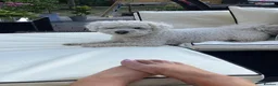 Bichon Frise dogs for sale: 2 year old male neutered bichon frise in Wrexham - Advert 14