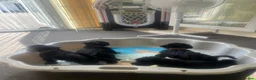 Schnoodle dogs for sale: 🐾🐶Adorable Cavaschnauzer pups 🐶🐾 - Advert 15