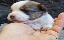 Jack Russell dogs for sale: kC Reg Jack Russell Pups, DNA Health Tested - Image 19