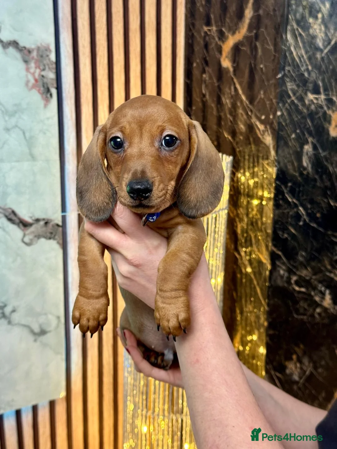 Miniature Dachshund dogs for sale: Last 2 boys miniature dachshund ready to leave now - Advert 6
