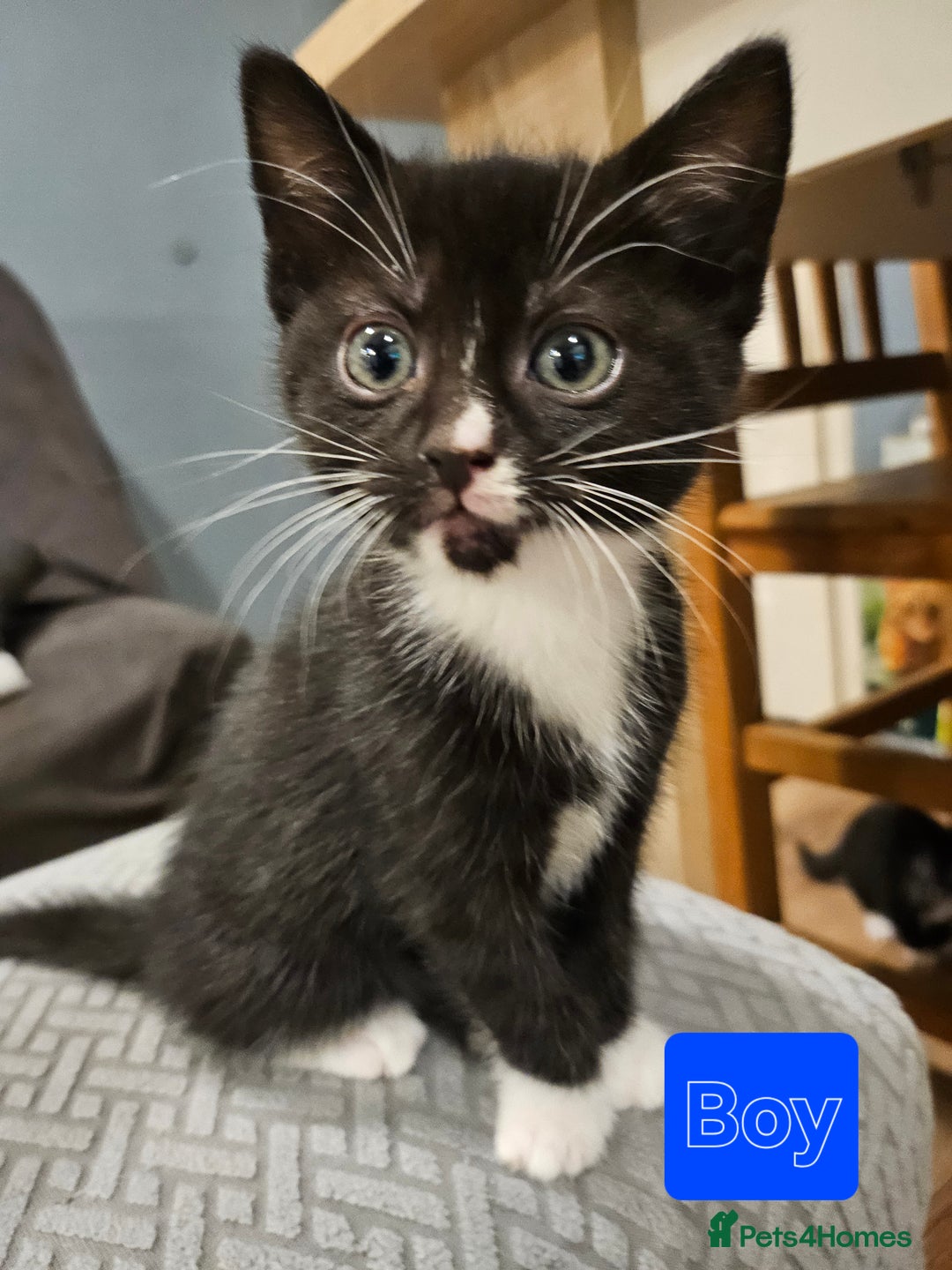 Mixed Breed cats for sale: 7 adorable black & white kittens  - Advert 3