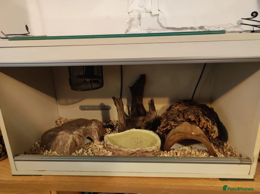 Python Snake reptiles for sale: Stunning Female Royal Python  in Neath - Advert 1