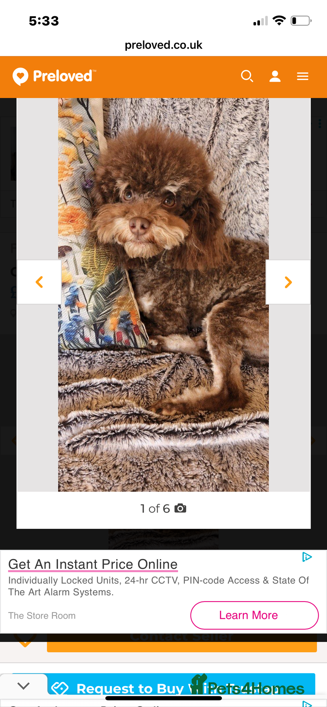 Toy Poodle dogs for sale: Gorgeous KC Toy Poodle Puppies - Image 9
