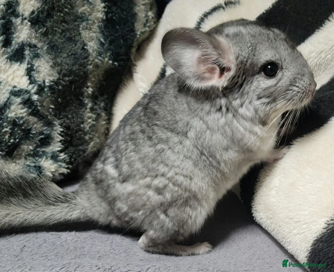 Chinchilla rodents for sale: 4 baby grey female chinchillas - Advert 2