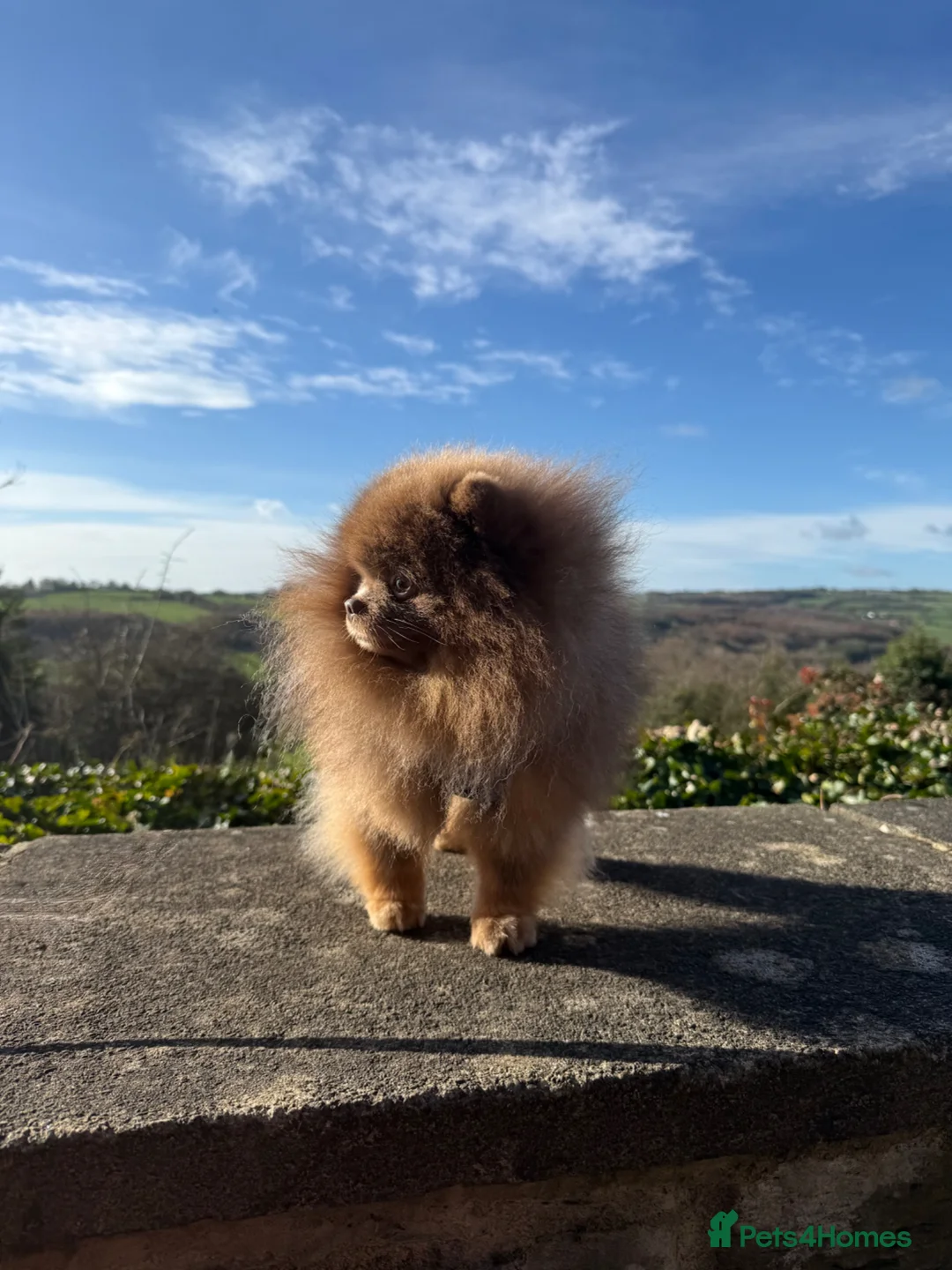 Pomeranian dogs for sale: Exclusive lilac tan true type teddy bear  - Advert 1