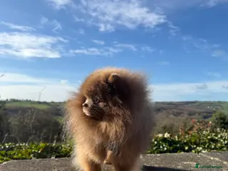 Pomeranian dogs KC lilac and tan adult boy - Advert 5