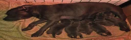 Staffordshire Bull Terrier dogs for sale: TOP QUALITY BLOODLINE STAFFIE PUPPIES - Advert 13