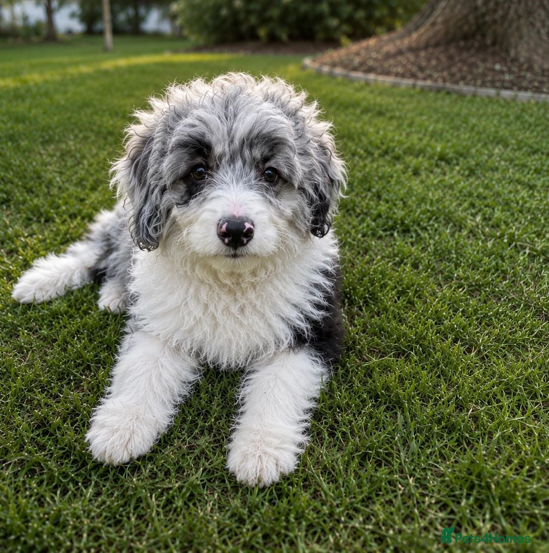 Aussiedoodle dogs 🐾 NOW 2 AVAILABLE  🐾  - Advert 1