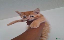 Ragdoll cats for sale: Ragdol mix kittens  - Image 2