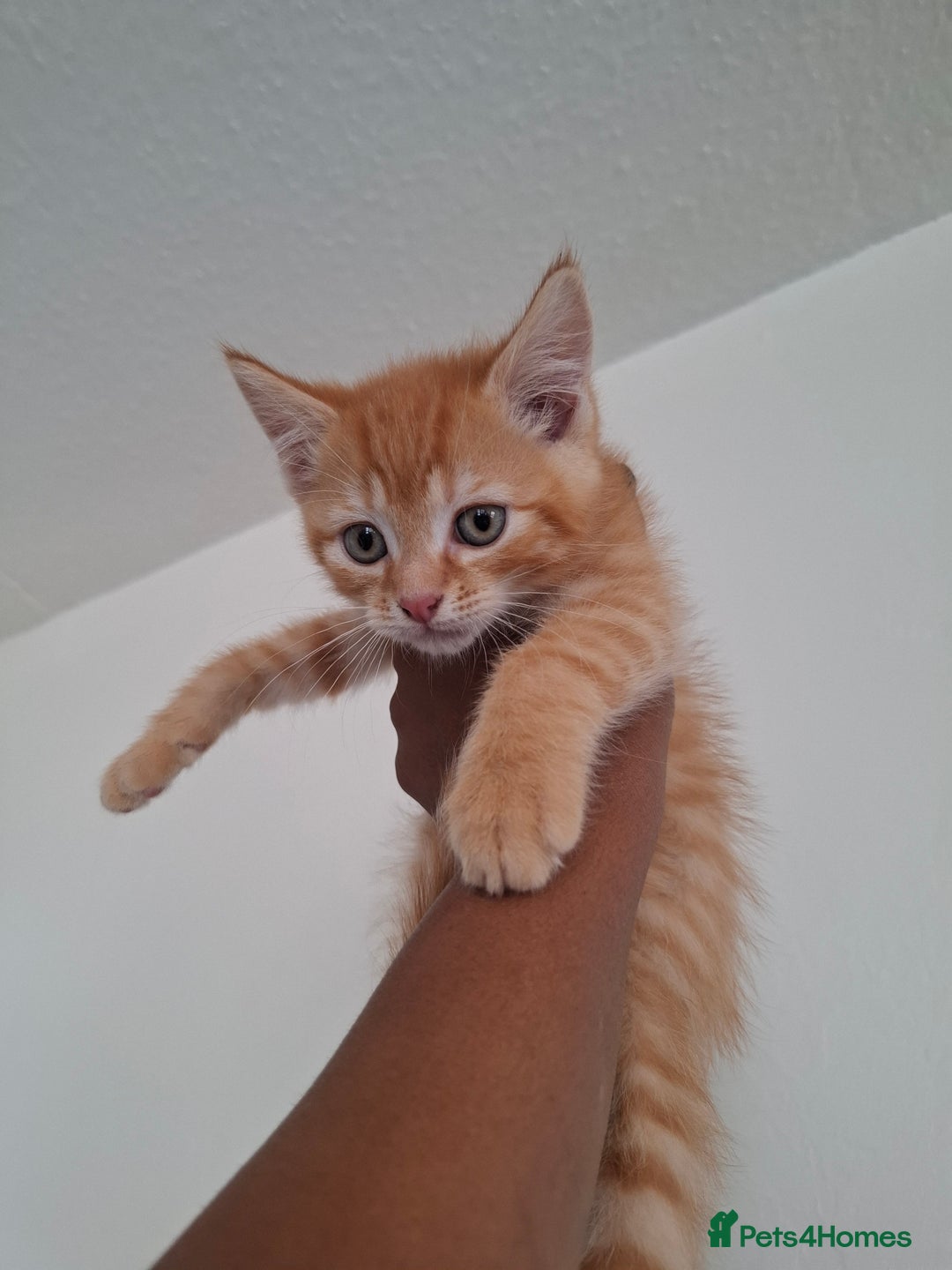 Ragdoll cats for sale: Ragdol mix kittens  - Image 2