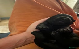 Scottish Terrier dogs for sale: Scottish terriers puppies - Advert 5