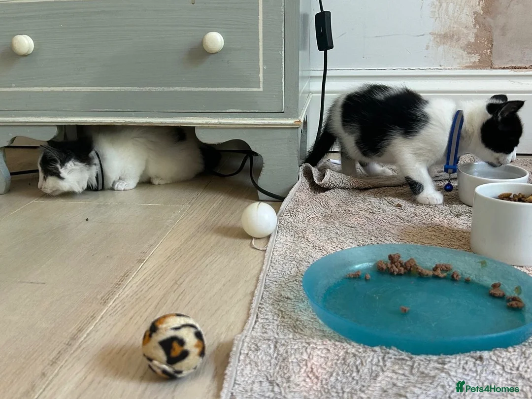 Mixed Breed cats for sale: beautiful shorthair/longhair kittens  - Advert 25