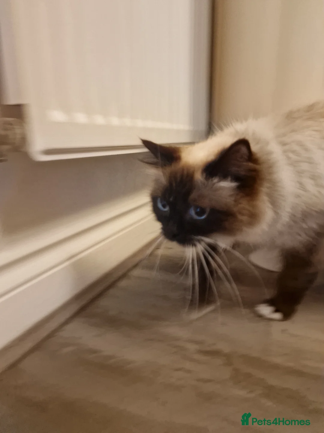 Ragdoll cats for sale: Female Ragdoll - Advert 2