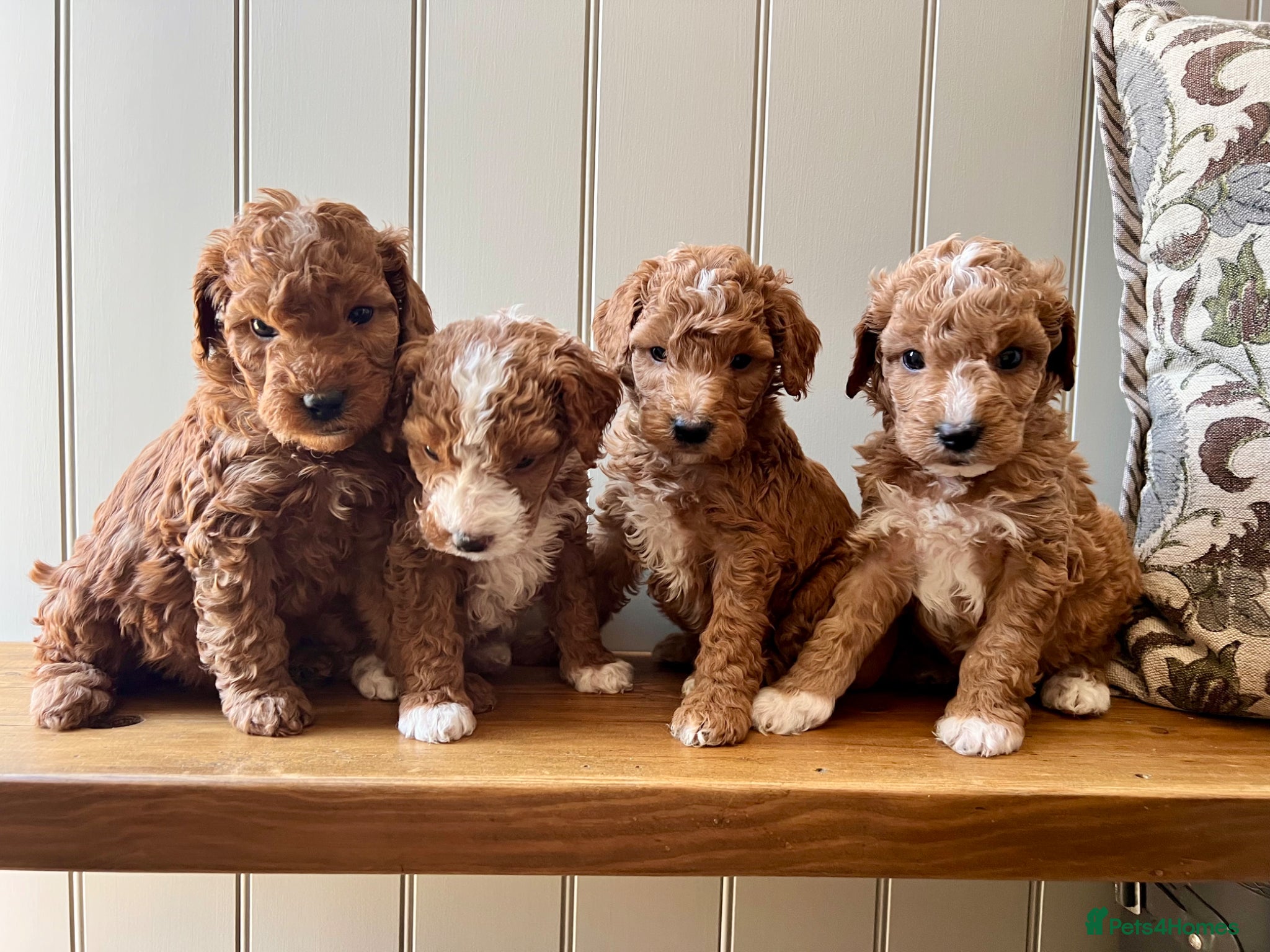 Mixed Breed dogs Exceptional Double Doodles for loving homes 🐾 - Advert 1