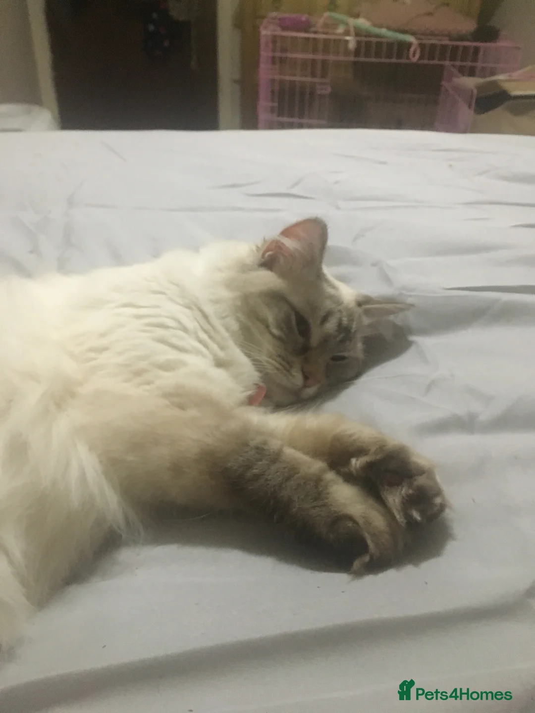 Mixed Breed cats for sale: Ragdoll x kittens - Advert 1