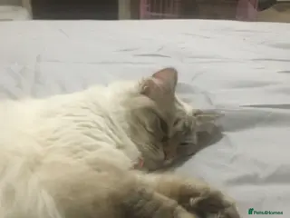 Mixed Breed cats Ragdoll x kittens - Advert 2