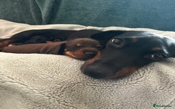 Dachshund dogs for sale: 4 Beautiful Dachshund Puppies - Image 11
