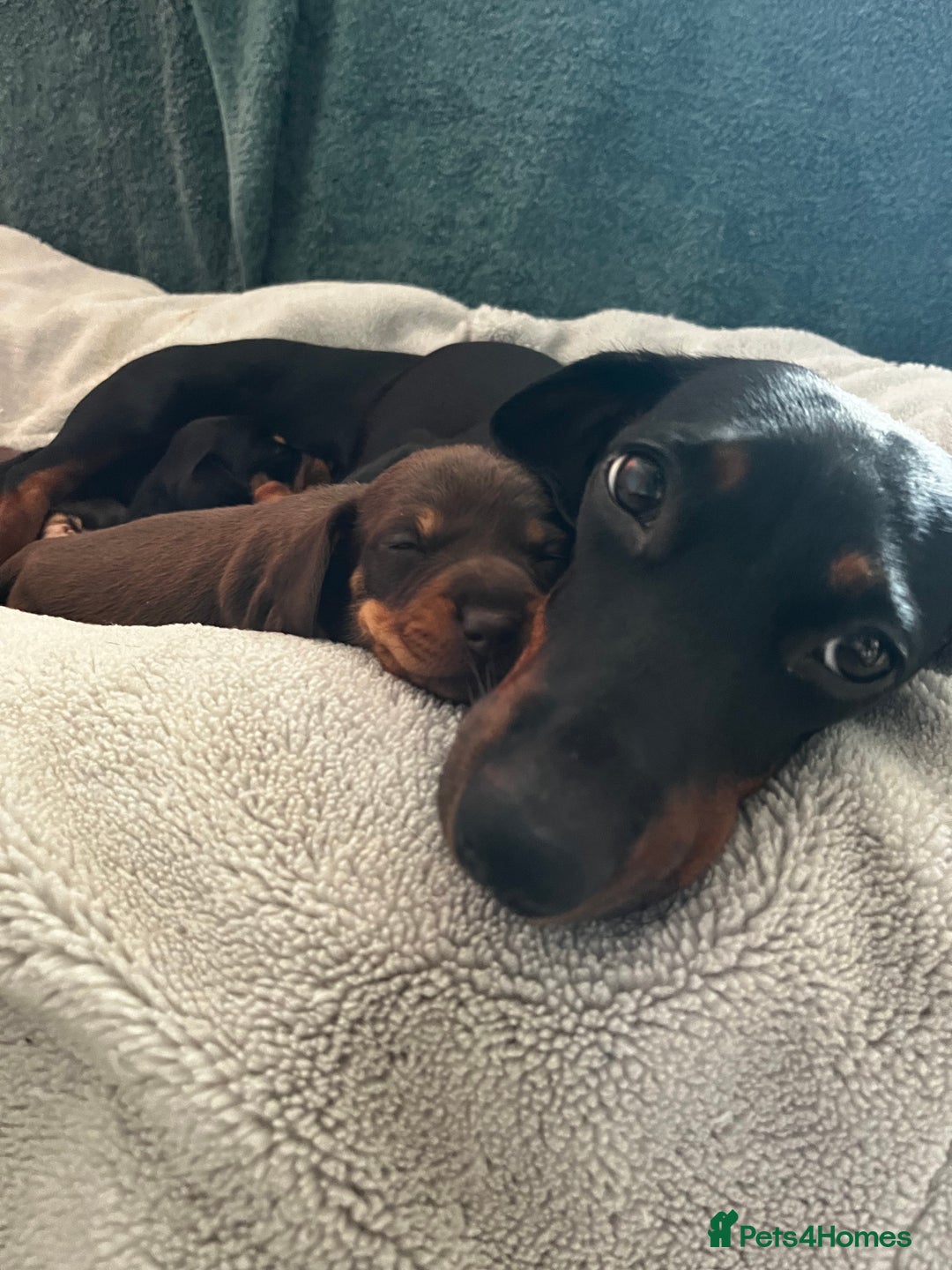 Dachshund dogs for sale: 4 Beautiful Dachshund Puppies - Image 11