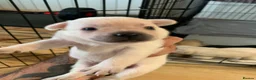 Mixed Breed dogs for sale: 2 x males pups  - Advert 4